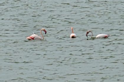 imagini spectaculoase din dobrogea pasari flamingo roz surprinse intr un catun dobrogean 66b868162d233