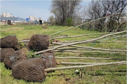 la navodari a demarat campania de toamna privind plantarile de arbori 6723803c41d58