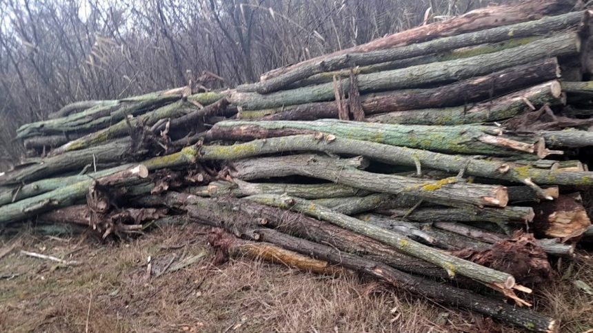 cara cu o caruta copaci taiati ilegal din padurea comorova 673728c8a2057
