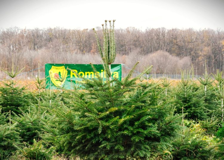 romsilva ofera la vanzare peste 18 de mii de pomi de craciun in sezonul sarbatorilor de iarna 675230b4f3f63