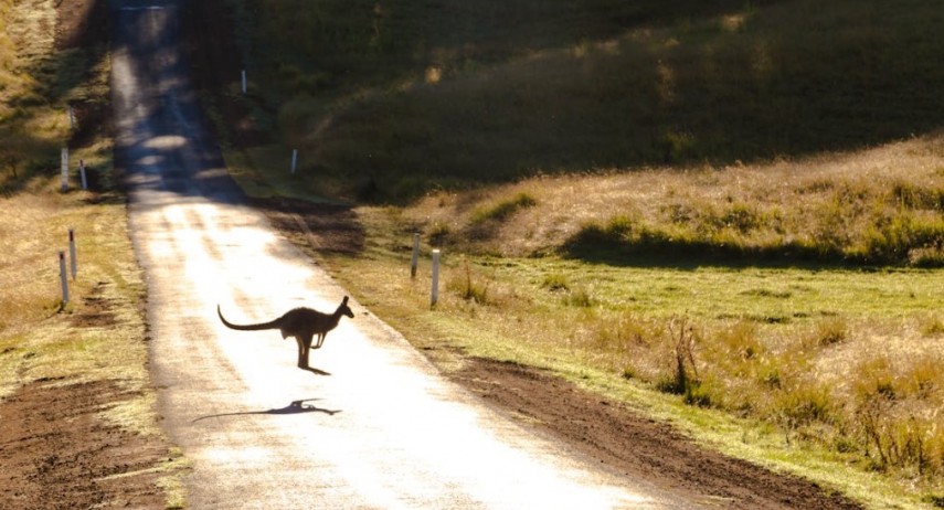 australia tara cangurilor koalelor si a celor mai fascinante reptile 6796536dda3b8
