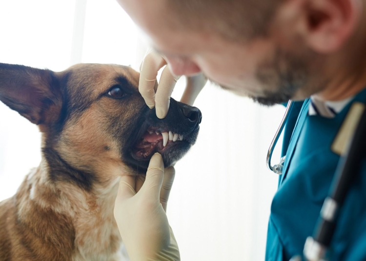 iata care sunt drepturile si obligatiile detinatorilor de animale de companie 67a3118f92760