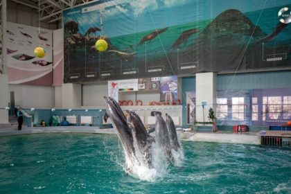 extinderea delfinariului va fi finalizata in aceasta toamna apoi pot fi mai multi delfini in bazin 67e1ef1c2a7b1