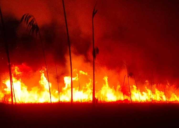 galerie foto pompierii au luptat mai multe ore cu un incendiu in delta dunarii 67d69bc4991c9