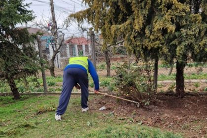 lucratorii gospodariei comunale valu lui traian desfasoara in aceste zile lucrari de plantare a salcamilor 67ea9a8a57c4d