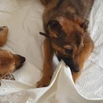 primaria constanta continua campania adopta un catel 67da85d6ebbca