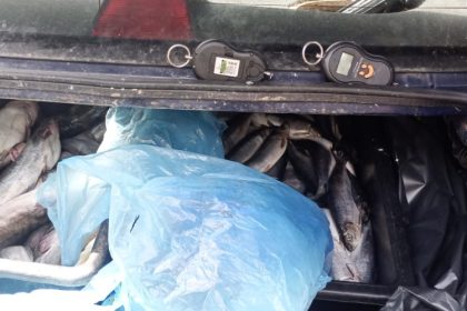 barbati care vindeau ilegal 80 kg de peste descoperiti de jandarmii constanteni in medgidia 67f9740141e81
