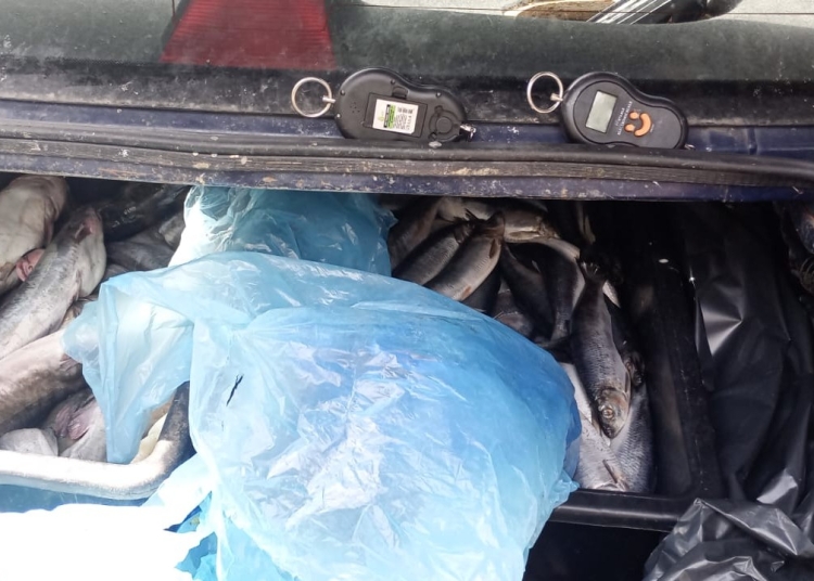 barbati care vindeau ilegal 80 kg de peste descoperiti de jandarmii constanteni in medgidia 67f9740141e81