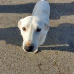 caz halucinant la harsova un pensionar si a amenintat vecinii cu moartea dupa ce cainele sau lasat liber le a distrus gradina si a fost prins in capcana 6801725532990