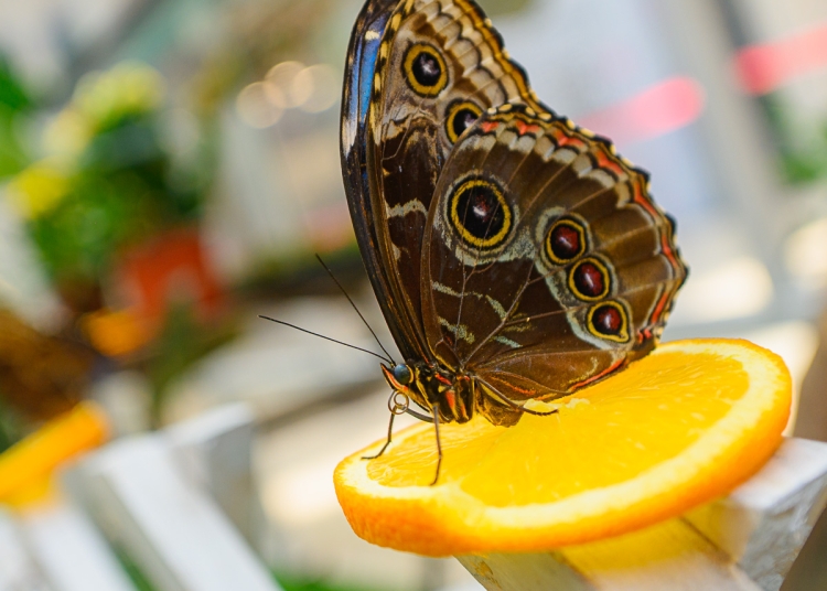 city park mall constanta revine cu doua expozitii spectaculoase fluturi tropicali si reptile