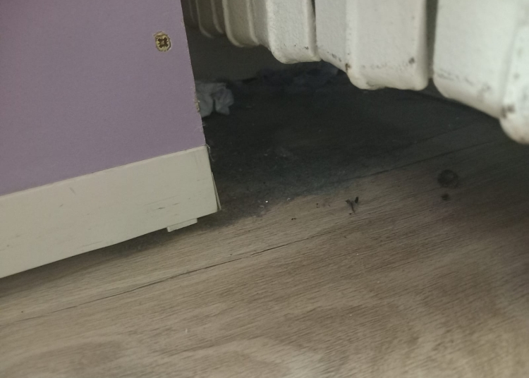 galerie foto protectia consumatorilor in control la scoala 30 din constanta dupa ce parintii au sesizat ca in clase colcaie gandacii 67f8331c65feb