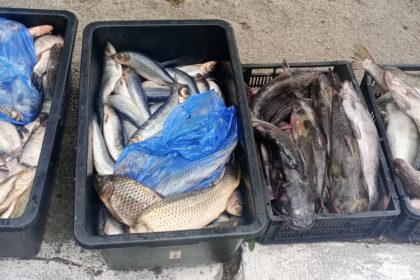 jandarmii au prins un barbat care incerca sa vanda 135 de kilograme de peste in oborul din cobadin 67f3b41db4889