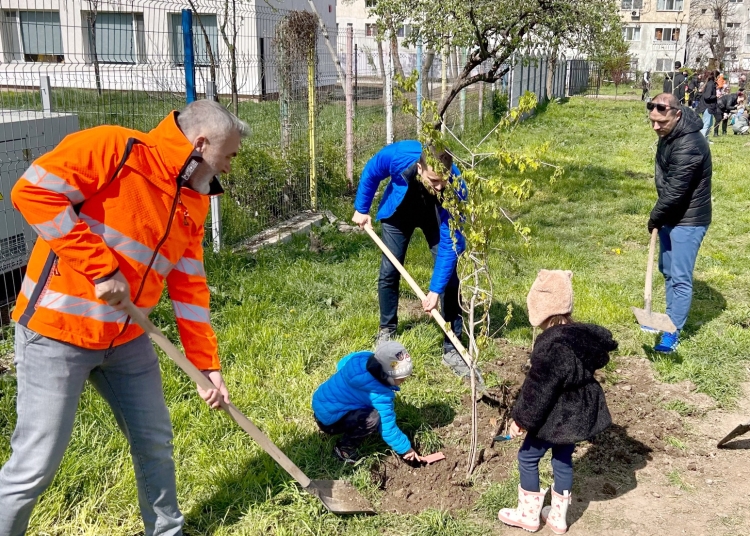 peste 300 de arbori vor fi plantati in aceste zile pe aliniamentele stradale din constanta 67f6491c15335