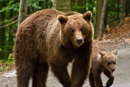 s a terminat recensamantul ursilor din romania tara noastra are de trei ori mai multe animale decat nivelul optim 67f7bee4e3a70