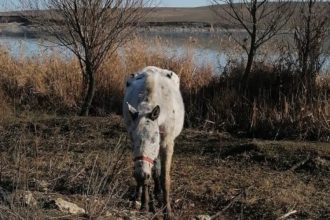 galerie foto caii abandonati pe camp la techirghiol in 2021 au fost returnati proprietarilor lor insa acestia vor despagubiri de peste 300 000 de euro 68252949849d8