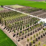 iulius pune bazele viitorului proiect de regenerare urbana din constanta s a amenajat prima pepiniera dendrologica privata din dobrogea care gazduieste 1 100 arbori pentru noua dezvoltare 682ecbda4d1c2