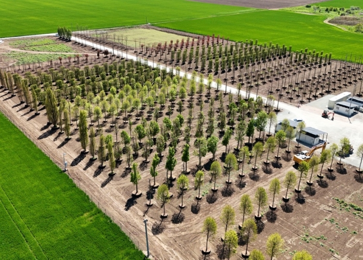 iulius pune bazele viitorului proiect de regenerare urbana din constanta s a amenajat prima pepiniera dendrologica privata din dobrogea care gazduieste 1 100 arbori pentru noua dezvoltare 682ecbda4d1c2