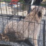 jandarmii constanteni au capturat un raton in localitatea mihail kogalniceanu 682f1806068a5