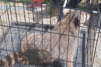 jandarmii constanteni au capturat un raton in localitatea mihail kogalniceanu 682f1806068a5