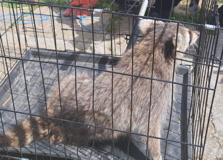 jandarmii constanteni au capturat un raton in localitatea mihail kogalniceanu 682f1806068a5