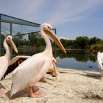 microrezervatia complexului muzeal de stiinte ale naturii constanta se pregateste de extindere si modernizare 683a22ea639f3