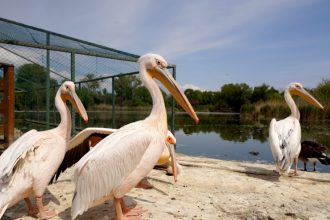 microrezervatia complexului muzeal de stiinte ale naturii constanta se pregateste de extindere si modernizare 683a22ea639f3