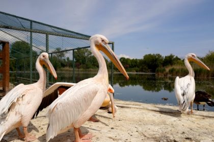 microrezervatia complexului muzeal de stiinte ale naturii constanta se pregateste de extindere si modernizare 683a22ea639f3