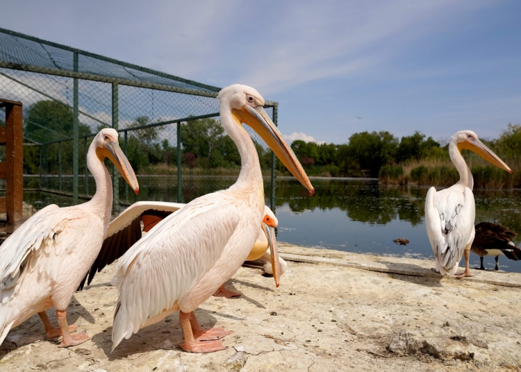 microrezervatia complexului muzeal de stiinte ale naturii constanta se pregateste de extindere si modernizare 683a22ea639f3