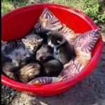 o femeie din constanta care a abandonat 6 pui de pisica in fata unui magazin a fost amendata 681f21cab9183