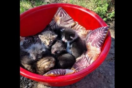 o femeie din constanta care a abandonat 6 pui de pisica in fata unui magazin a fost amendata 681f21cab9183