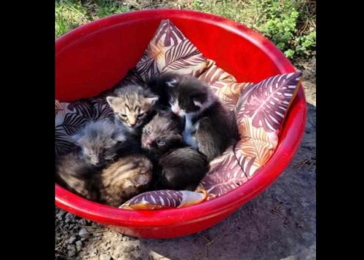 o femeie din constanta care a abandonat 6 pui de pisica in fata unui magazin a fost amendata 681f21cab9183
