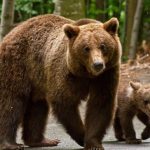 o turista din spania a fost muscata de mana de un urs la barajul vidraru 6836f421cb70a
