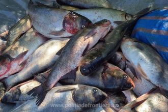 politistii de frontiera au confiscat peste 500 de metri de plasa si 420 kg de peste in perioada de prohibitie 68132dee16774