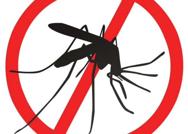 primaria cernavoda va aplica tratament pentru combaterea insectelor 68304e90b2d91