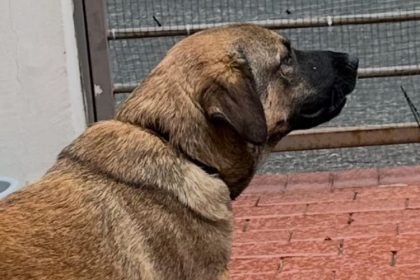primaria constanta continua campania adopta un catel 682ad9cc9f2f6