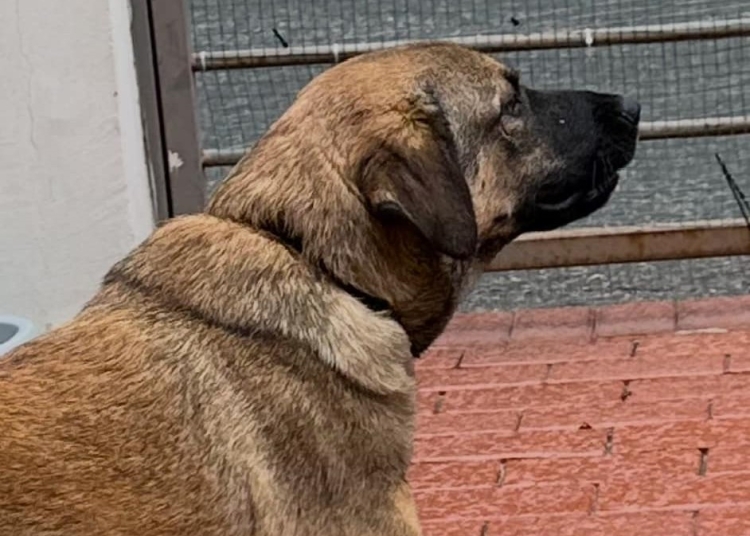 primaria constanta continua campania adopta un catel 682ad9cc9f2f6