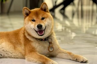 un final fericit pentru yuki catelul shiba inu pierdut a fost gasit datorita unei comunitati unite 68299fac11567