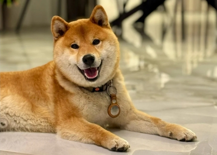 un final fericit pentru yuki catelul shiba inu pierdut a fost gasit datorita unei comunitati unite 68299fac11567