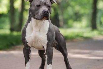 un militar este acuzat ca a omorat un amstaff in judetul constanta judecatorii au exclus probe 681544908515a
