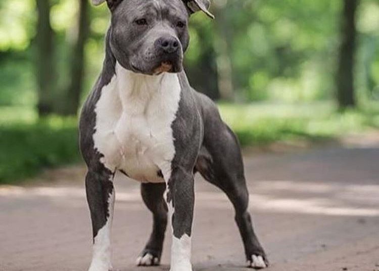 un militar este acuzat ca a omorat un amstaff in judetul constanta judecatorii au exclus probe 681544908515a