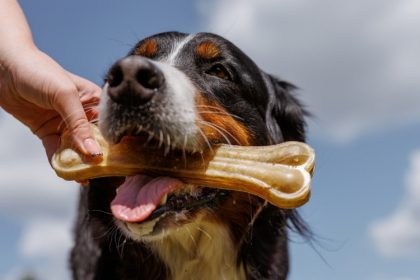 urbandog grand prix 2025 competitia canina a anului neptun devine ringul campionilor cu blana 6824fa31ecd7a