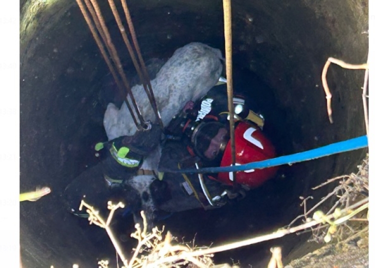 video interventie reusita caine salvat de isu dobrogea langa cumpana 682c67a809d6e