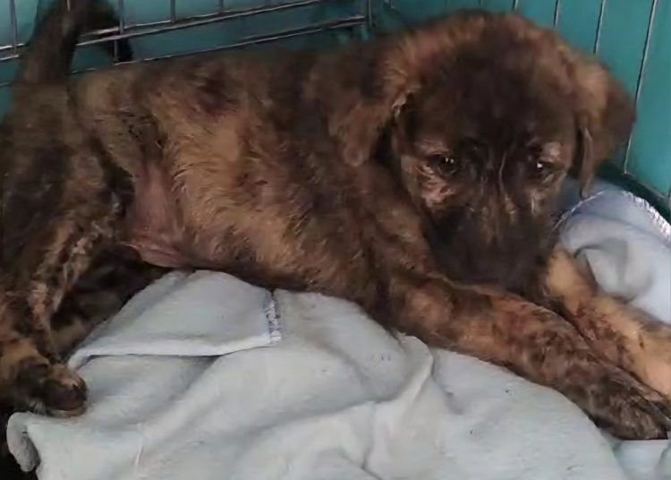 campania adopta un catel continua la constanta 6847df616a3f4