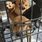 consiliul judetean tulcea cauta servicii pentru adapostirea animalelor licitatie in valoare de aproape 500 000 de lei 6855e891707cb