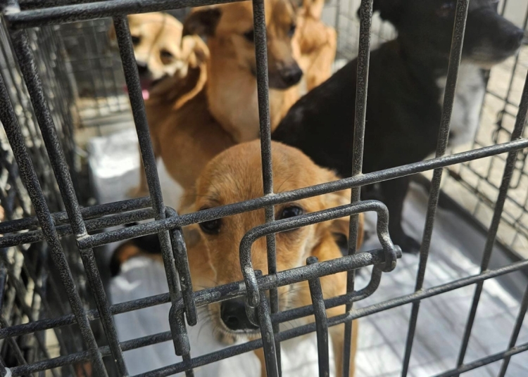 consiliul judetean tulcea cauta servicii pentru adapostirea animalelor licitatie in valoare de aproape 500 000 de lei 6855e891707cb