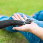 drepturile si obligatiile detinatorilor de animale de companie 685126c7defd6