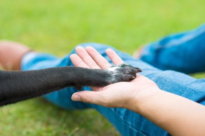 drepturile si obligatiile detinatorilor de animale de companie 685126c7defd6