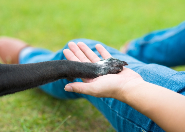 drepturile si obligatiile detinatorilor de animale de companie 685126c7defd6