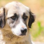 primaria constanta continua campania adopta un catel 683d60466eaf2