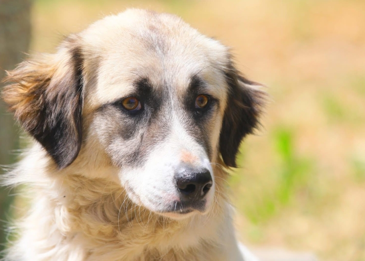 primaria constanta continua campania adopta un catel 683d60466eaf2